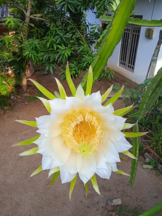 Sanaya Homestay Tangalle Exterior foto